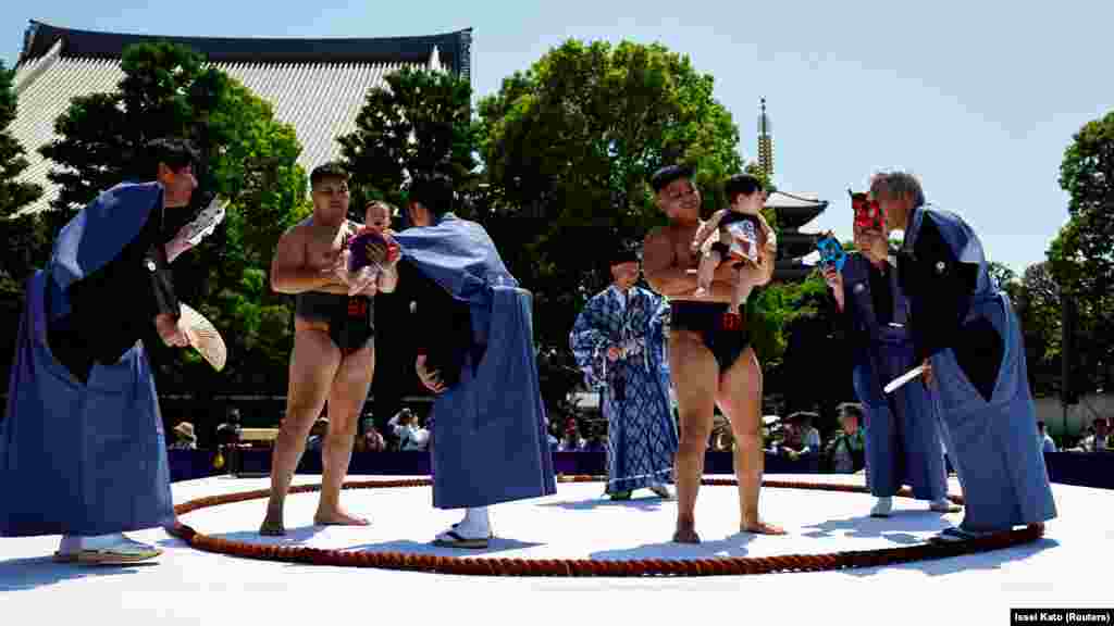 A síróbaba-szumófesztivált a sintó szentélyekben tartják, leggyakrabban május 5-én vagy környékén, hogy egybeessen a gyereknappal