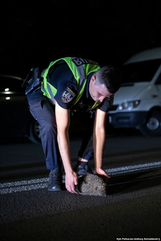 Gjatë natës, qentë endacakë dhe macet, por ndonjëherë edhe iriqët, popullojnë rrugët e zbrazëta në periferi të Kievit.