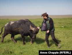 Cosmin Leon, a Lipovan from Sarichioi, reacts after a friend's buffalo lunges at him.