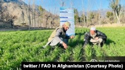 کونړ کې کروندګرو ته روزنه
