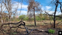 Un incendiu a distrus mare parte din vegetația din partea retrocedată a parcului IOR.
