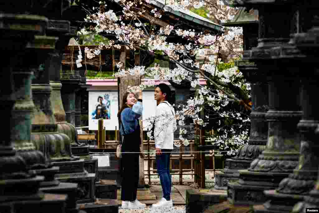 Ta služba je ranijih godina ocijenila da je ranije cvjetanje trešnje povezano s rastom temperature.
