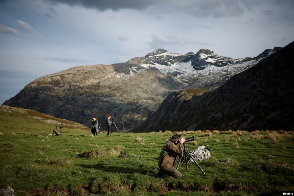 Mbrojtësit e mjedisit dhe veterinerët duke monitoruar malet ku jetojnë arinjtë e murrmë iberikë, në Valle de Pineda, Spanjë, 18 maj 2022.