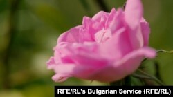 Bulgaria's Rose Industry Wilts Amid Lack Of Pickers