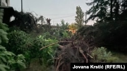 Një pemë e shkulur nga stuhia në Novi Sad, Serbi, më 21 korrik 2023.