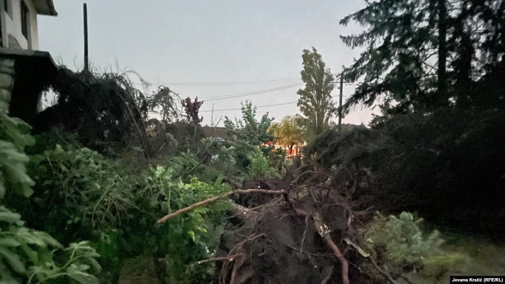 Србија, паднато дрво поради невремето во Нови Сад, 21 јули 2023 година