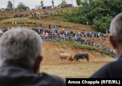 Két bika küzd a Popović-hegyen augusztus 6-án