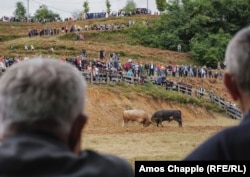 Two bulls grappling in the corral on Popovic Hill on August 6.