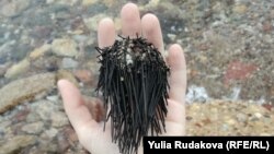 Мёртвый морской ёж, Эйлат