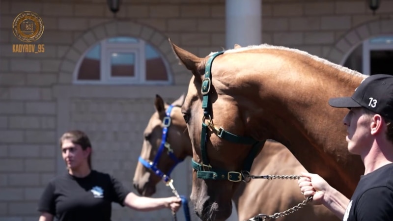 Рамзан Кадыров подарил президенту Узбекистана двух породистых лошадей
