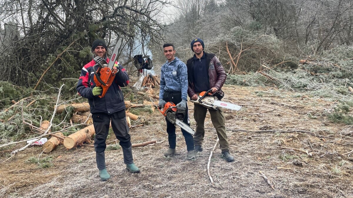 Сечеш дървета, а не плащаш нищо. Продаваш всичко на фабриките