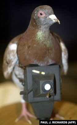  Реплика на Шер Ами, гълъб от Сигналния корпус на Съединени американски щати, който e награден с 
