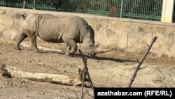 Носорог в национальном зоопарке в Гёкдере. Туркменистан 