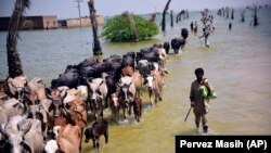 سیلاب ها در پاکستان 