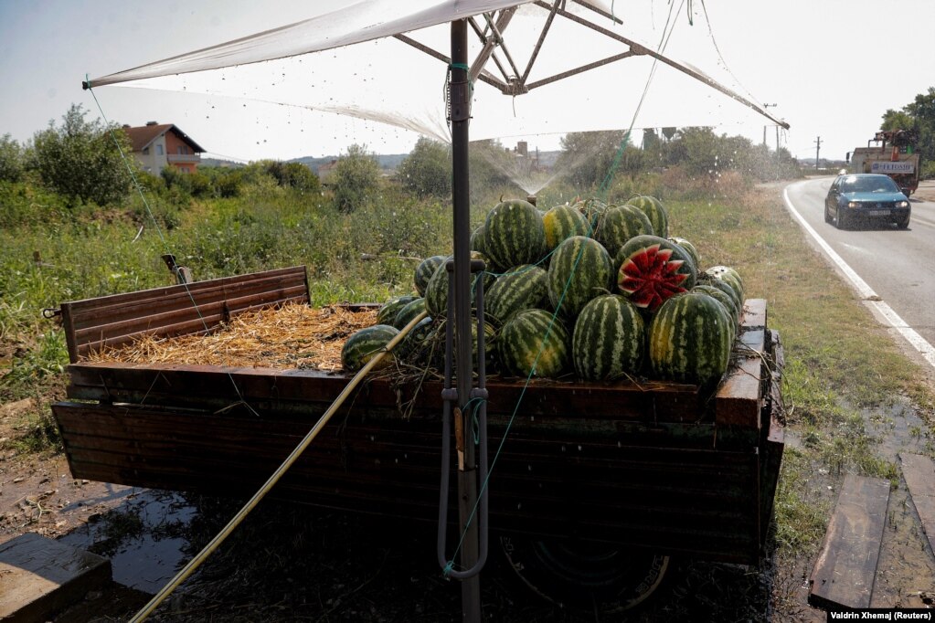 Në pritje të blerësve, shitësit e shalqirit në ambiente të hapura kujdesen që t&#39;i mbajnë këto fruta sa më të freskëta nën një rrjedhë të vazhdueshme uji.&nbsp;&nbsp;