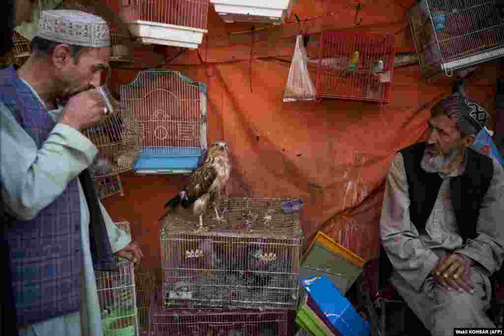 Një zog grabitqar është nxjerrë për shitje në një treg në Kabul.