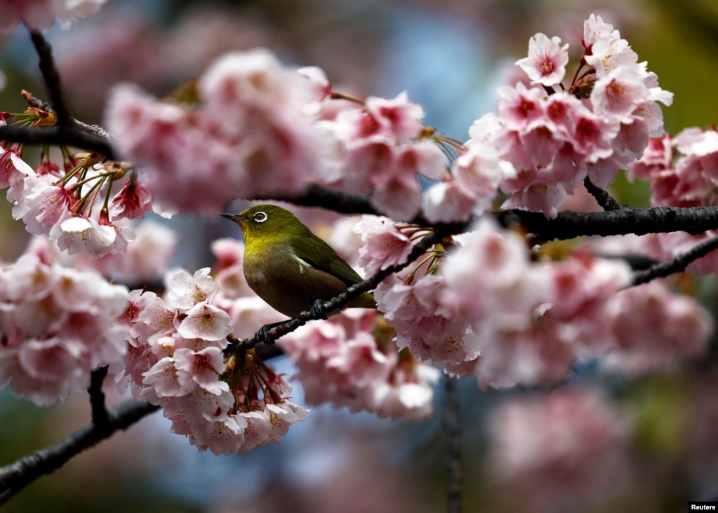 Një zog me sy të bardhë qëndron në një degë qershie që ka lulëzuar herët në Ueno Park në Tokio, Japoni, 8 mars 2024.