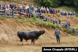 A bull lows before a fight.