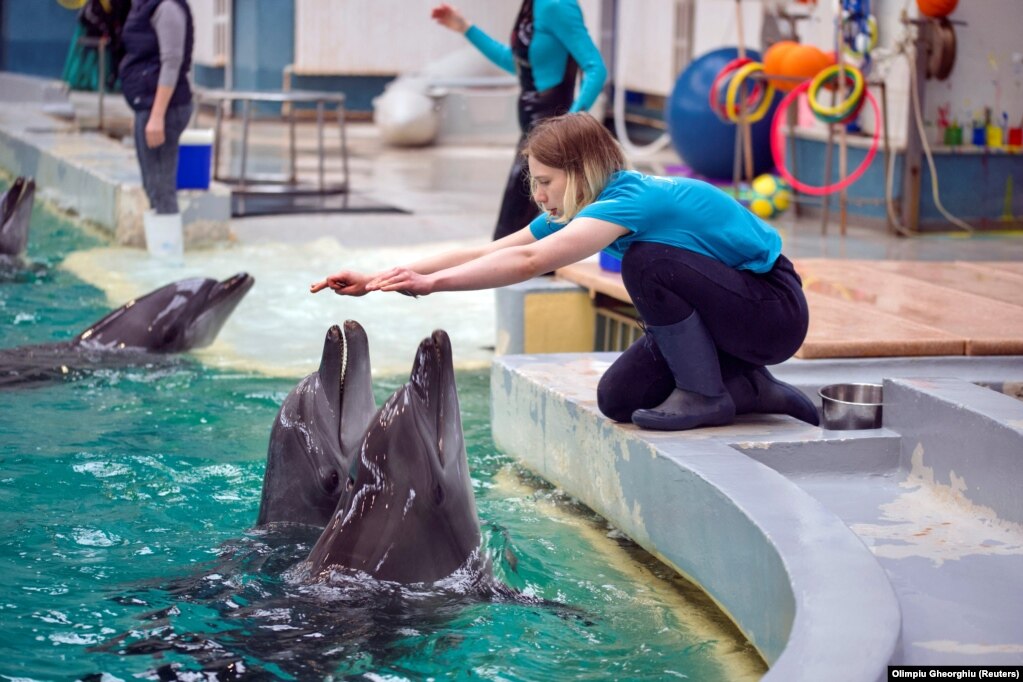 Trajneria ukrainase Sonia Chezghanova duke ndërvepruar me dy delfinë që janë në shtëpinë e tyre të re.