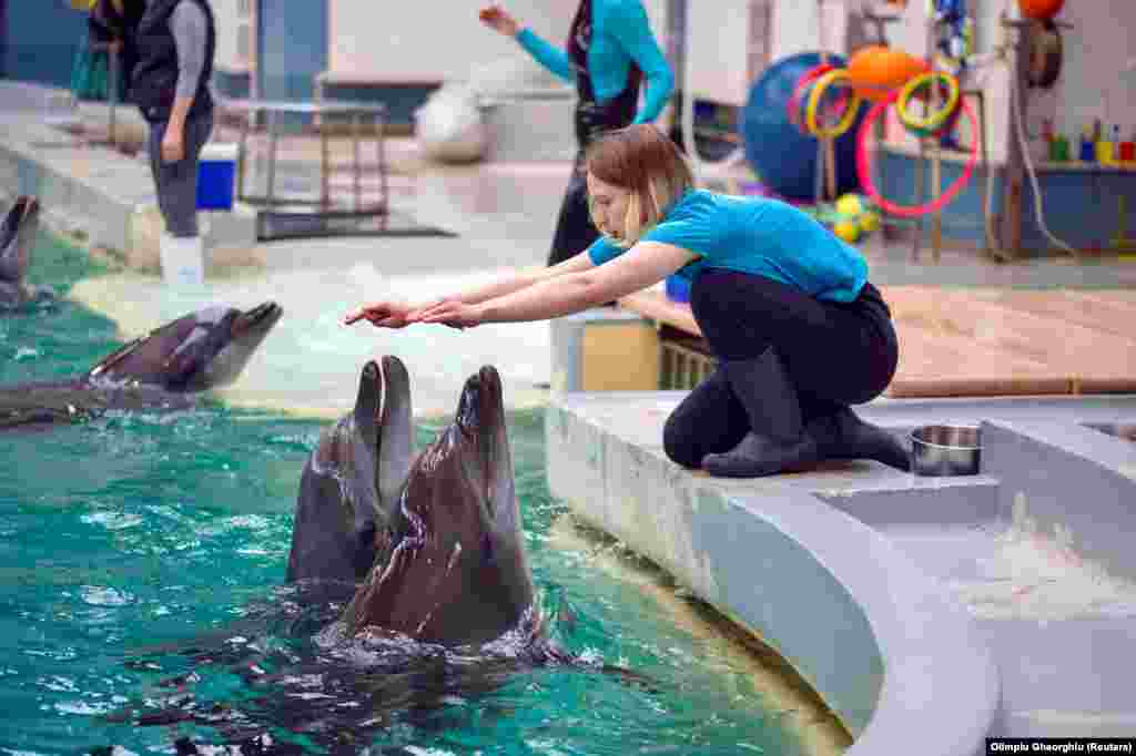 Dresoarea ucraineană de delfini Sonia Chezghanova interacționează cu doi delfini în noua lor casă.