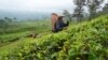 مزارع چای در سریلانکا