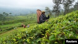 مزارع چای در سریلانکا