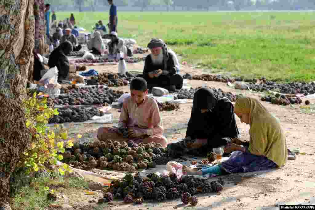 Punëtorët e rinj afganë renditin boçat e pishës pas korrjes në një fushë në provincën Nangarhar.