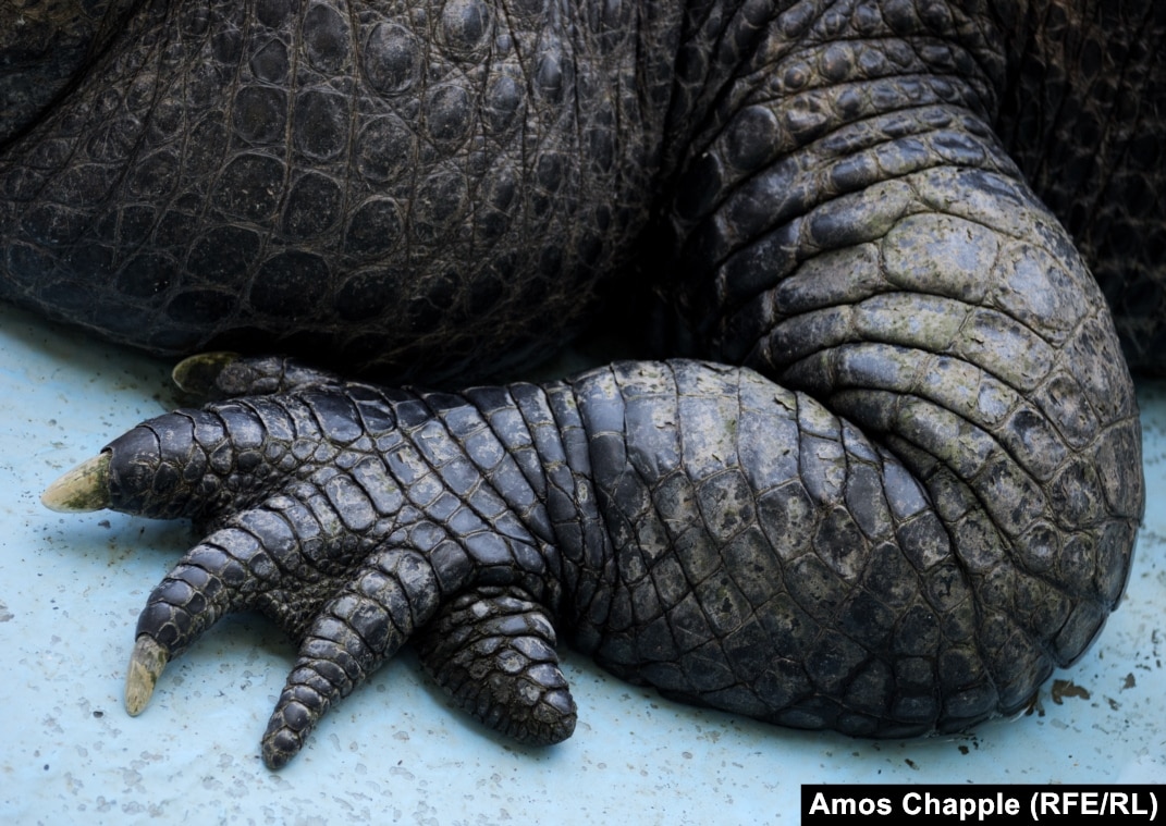 No Greater Gator: World's 'Oldest Alligator' Still Looking For