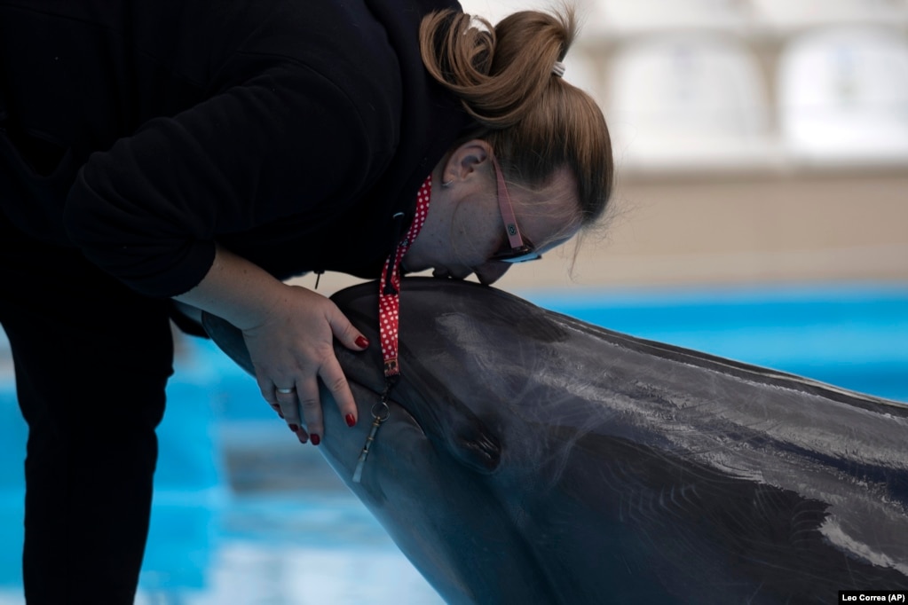Trajneria Viktoria Litnevska duke puthur delfinin Zeus.