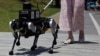 Кучиња-роботи за помош на луѓе со оштетен вид