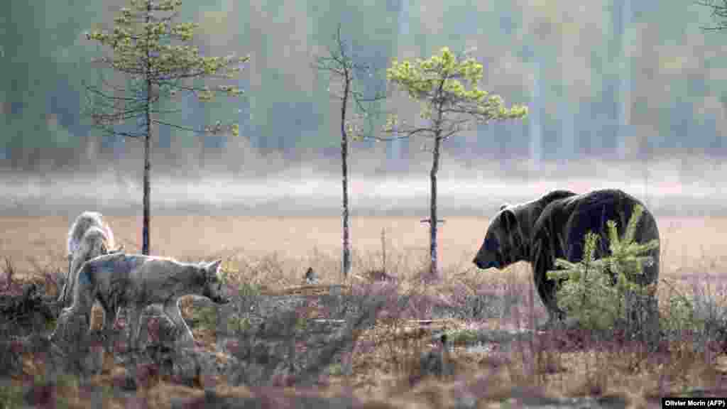 Egy medve figyeli két farkas közeledését a vadonban Hukkajärvinál, az orosz határ közelében 2022 májusában. A határkerítés építését a teljes politikai vezetés támogatja, de környezetvédelmi csoportok szerint ez jelentős hatással lesz a határ menti térség vadvilágára.&nbsp;A Finn Környezetvédelmi Intézet szóvivője a helyi médiának azt mondta, hogy a kerítés következtében &bdquo;kevesebb farkas, medve és vaddisznó fog bejutni Oroszországból Finnországba&rdquo;