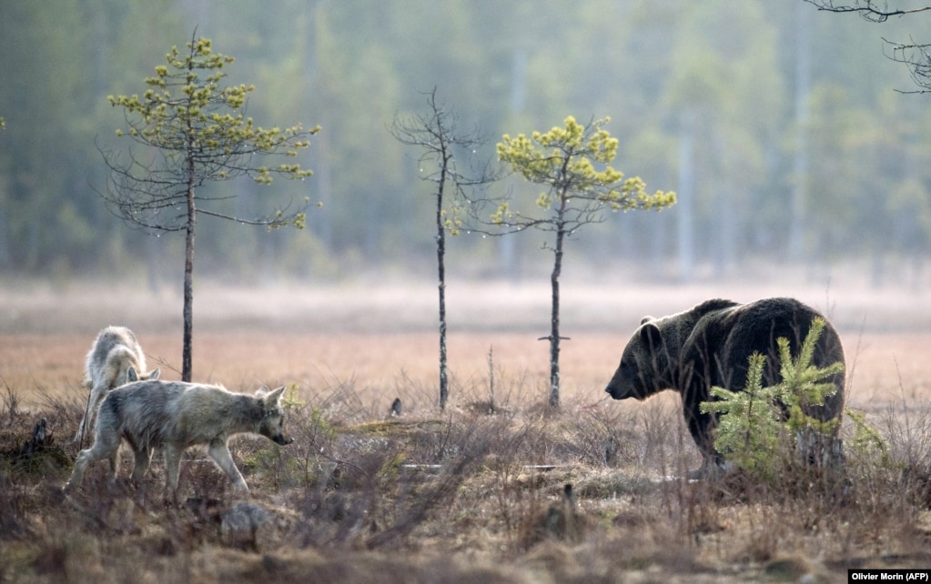 Një ari shikon dy ujqër që qarkullojnë në një djerrinë pranë Hukkajarvit, pranë kufirit rus në maj 2022. Gardhi kufitar mori miratim të gjerë politik në Finlandë, por grupet mjedisore thonë se mund të ketë një ndikim të rëndësishëm në jetën e egër në rajonin ndërkufitar. Një zëdhënës i Institutit Finlandez të Mjedisit tha për mediat lokale se gardhi do të rezultojë në &quot;më pak ujqër, arinj dhe derra të egër që hyjnë në Finlandë nga Rusia&quot;.