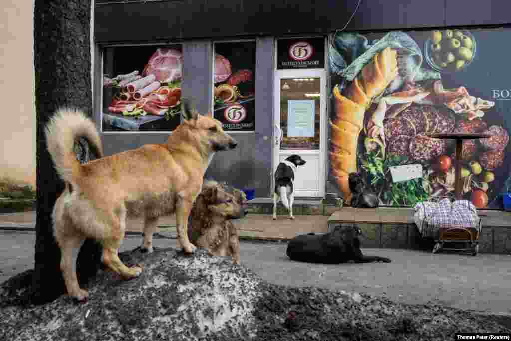  Stray dogs wait outside a grocery store in Slovyansk, Ukraine.&nbsp; &nbsp; 