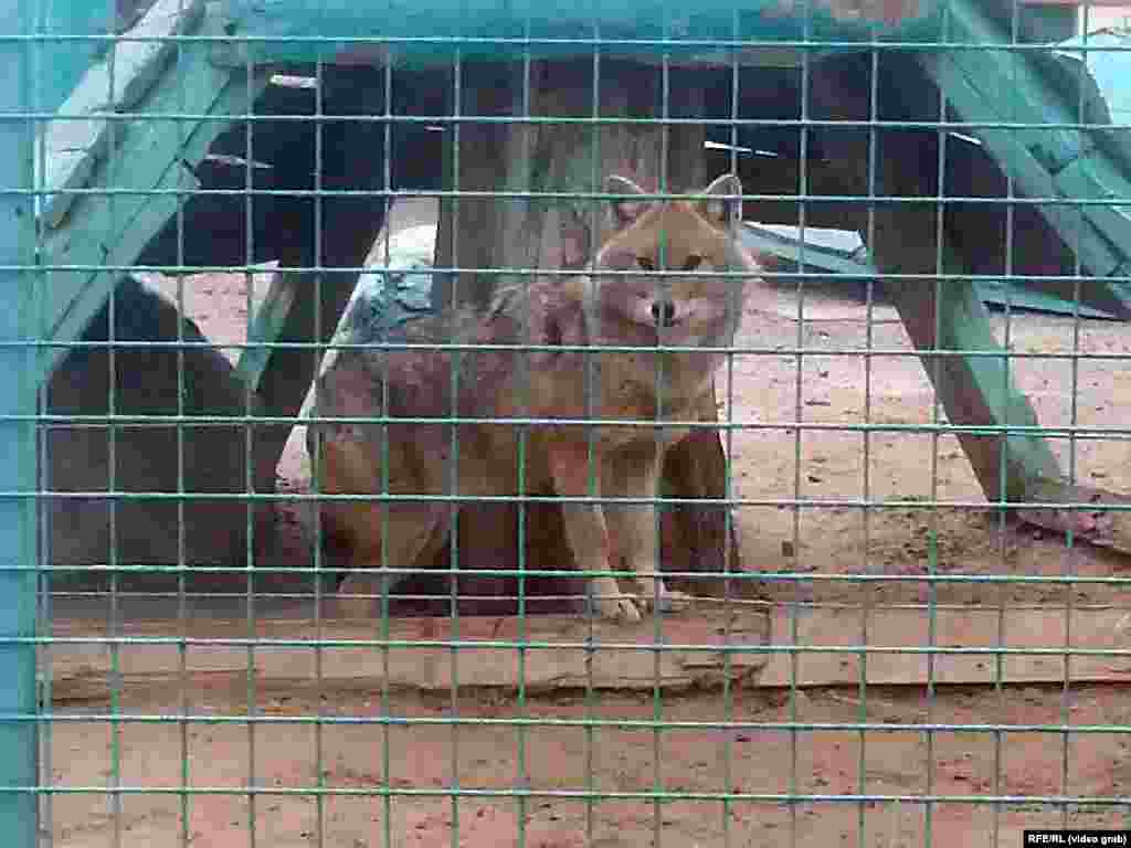 Ashgabat's Zoo Animals Kept In Poor Conditions