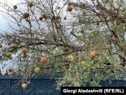 სეტყვის შედეგები კახეთში