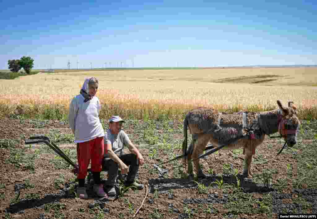 Costica and his wife, Dana, work on a cornfield using a donkey pulled plough near Saraiu village, southeastern Romania.
