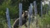 Nőstény barna medve a spanyolországi Villar de Santiagóban 2023. augusztus 4-én