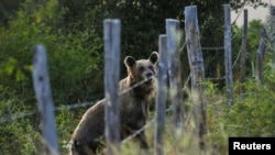 Nőstény barna medve a spanyolországi Villar de Santiagóban 2023. augusztus 4-én