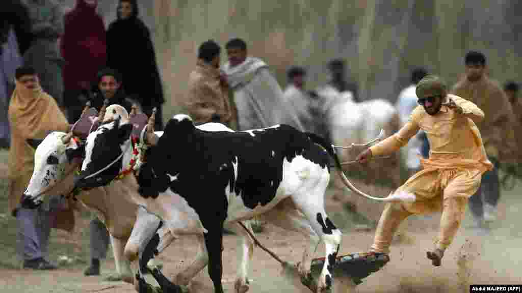 Farmer se takmiči u tradicionalnoj trci bikova u Swabiju, Pakistan.