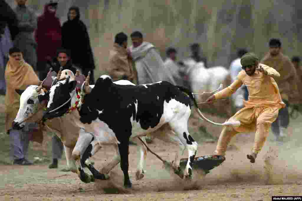 A farmer competes in a traditional bull race in Swabi, Pakistan.