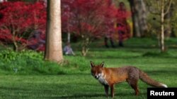 Көрнекі сурет.