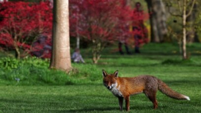Пежня жалаңаш гимнасттар VIP секс видео
