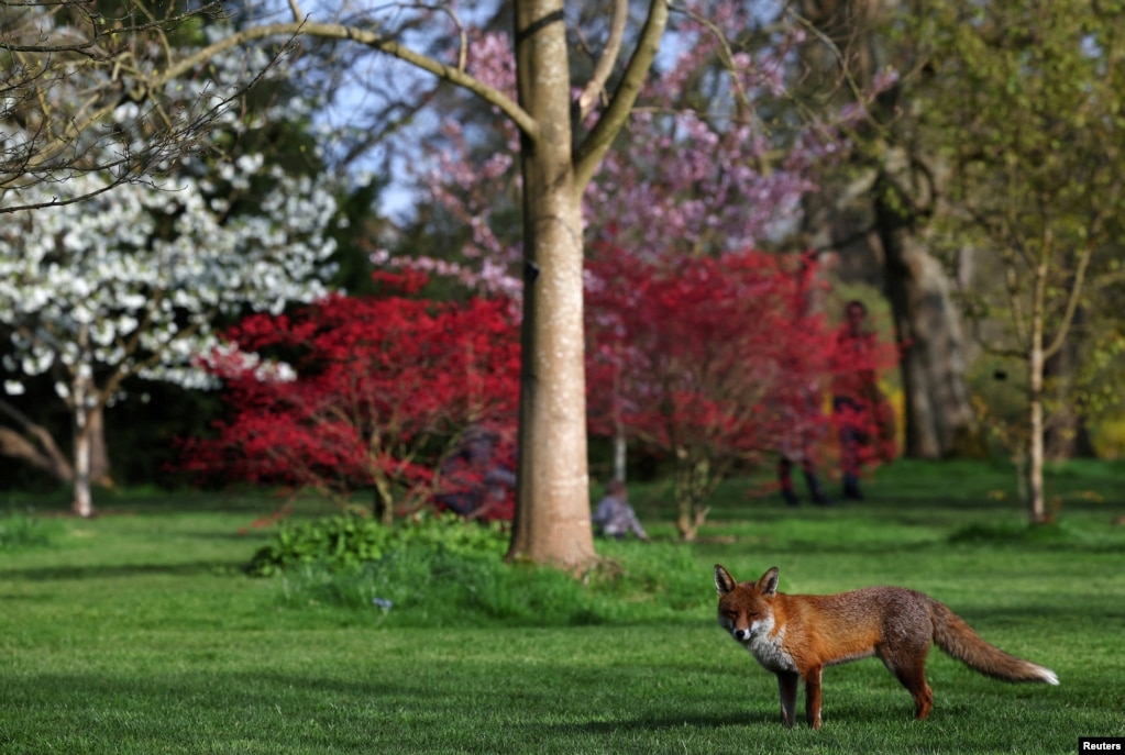 Një dhelpër kalon pranë pemëve të lulëzuara në një park në Londër, Britani, 21 mars 2024.
