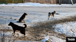 Иллюстративное фото