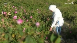 لبنان کې د ګلابونو دره