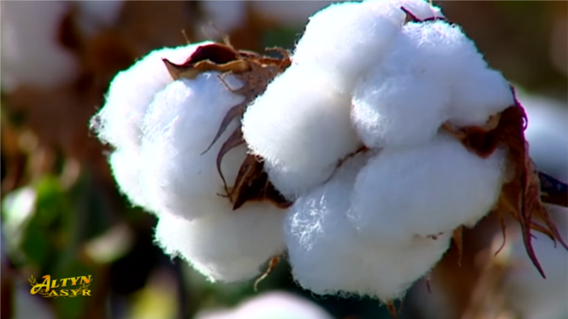 Diňle: Pagtaçylykdaky mejbury zähmet bikanun pul ýygnamagyň guralyna öwrüldi