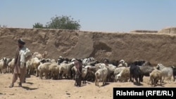 کوچی ها شکایت دارند که در سرمای زمستان تعداد زیادی از مواشی خود را از دست داده اند و خشکسالی ها نیز به مشکلات افزوده است