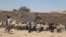  کوچی ها در قندهار: آرشیف