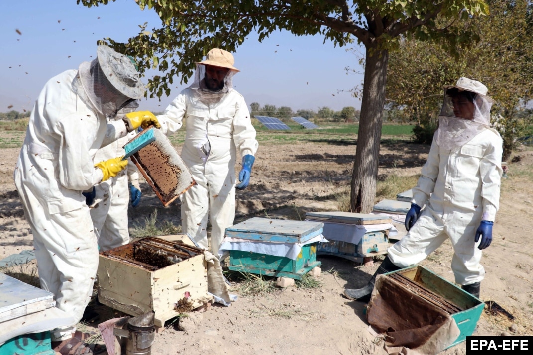 There will be honey': supporting Ukrainian beekeepers in a time of