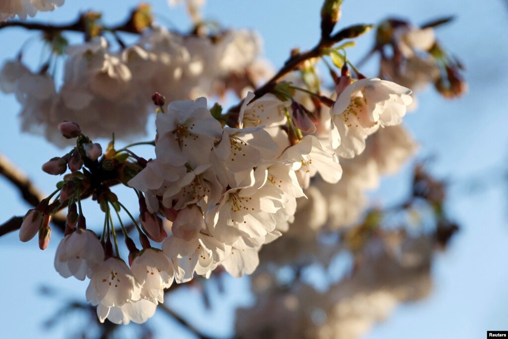Lulet e qershisë ende të paçelura mirë përshëndesin lindjen e diellit në Uashington, SHBA.